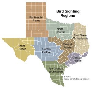 Texas Birding