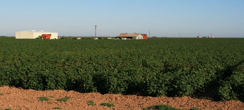 Texas Cotton Crops
