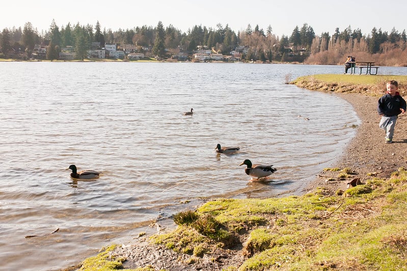 Chasing the ducks at Ballinger Lake