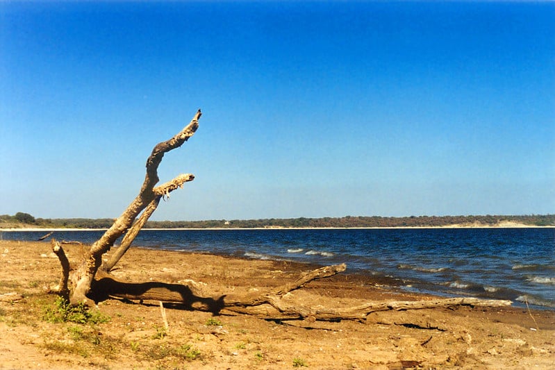 Driftwood on the shore of Lake Bridgeport