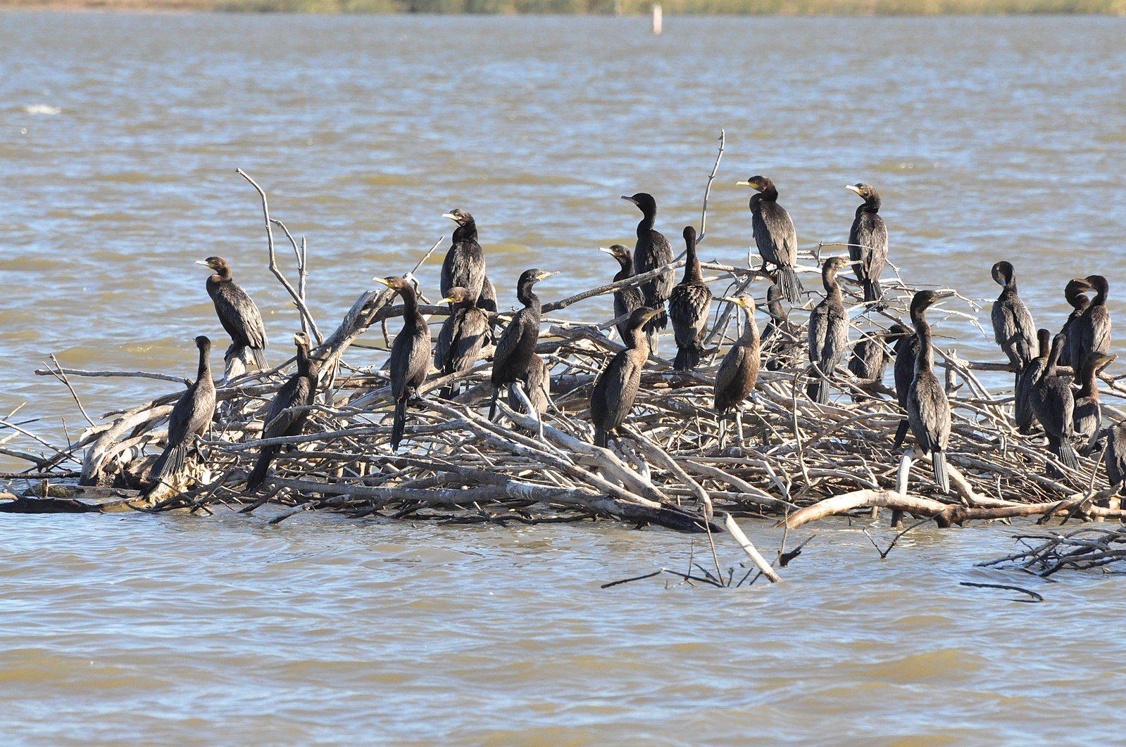 Cormorants on Somerville Lake