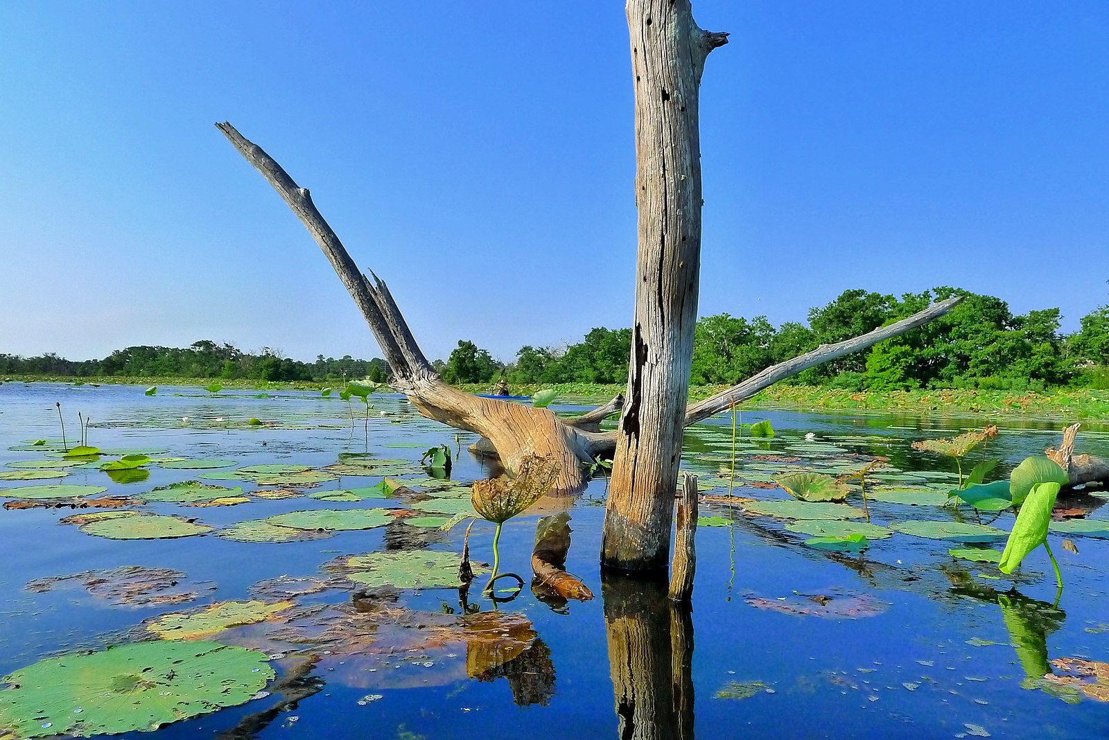 A dead tree rising from Sheldon Reservoir